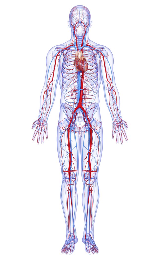 What Are The Largest Blood Vessels In The Body Livestrong