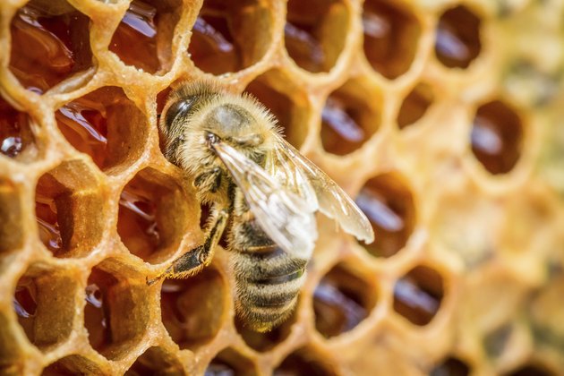 Bees in a beehive on honeycomb