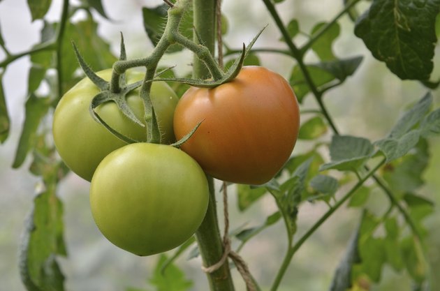 Young tomatoes
