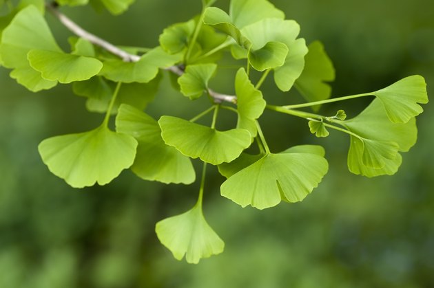 Ginkgo Biloba tree