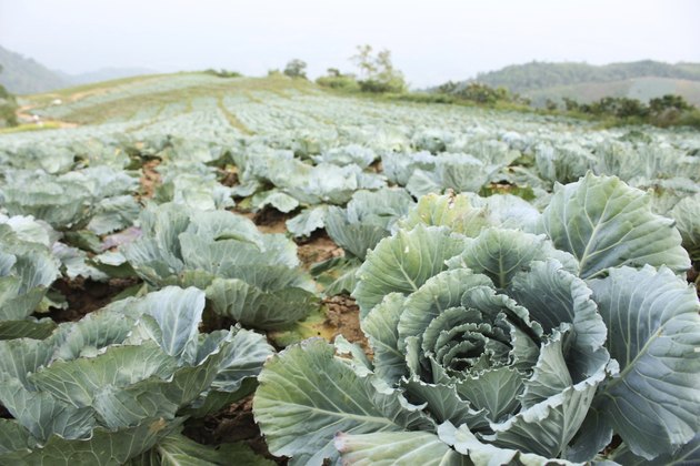 Cabbage field