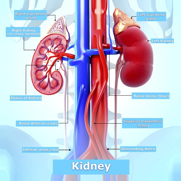 renal glands produce