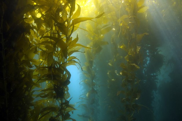 luscious green underwater kelp forest at catalina island, california
