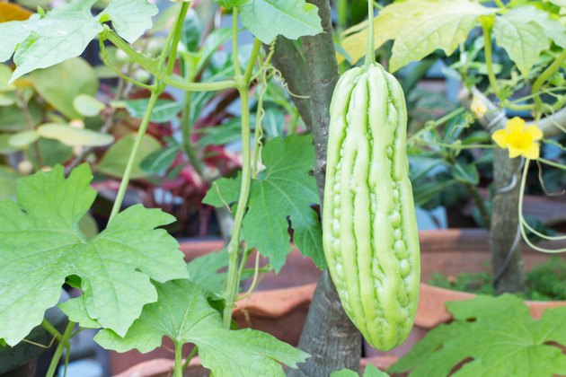 Bitter melon