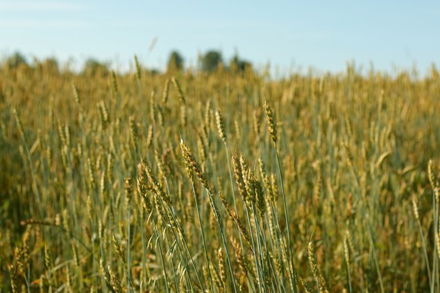 Field of wheat