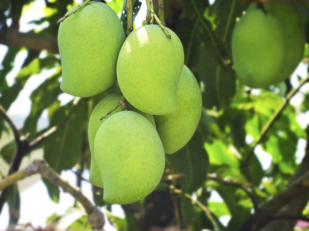 Green mango
