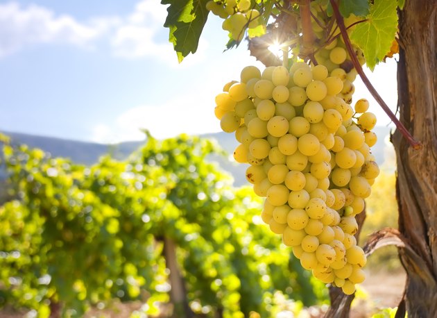 Bunch of grapes