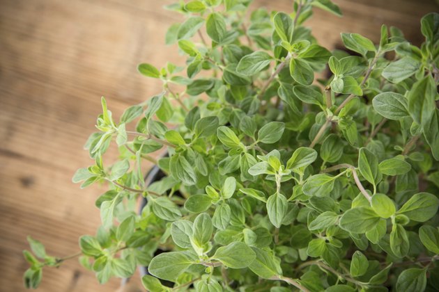 fresh oregano close-up.
