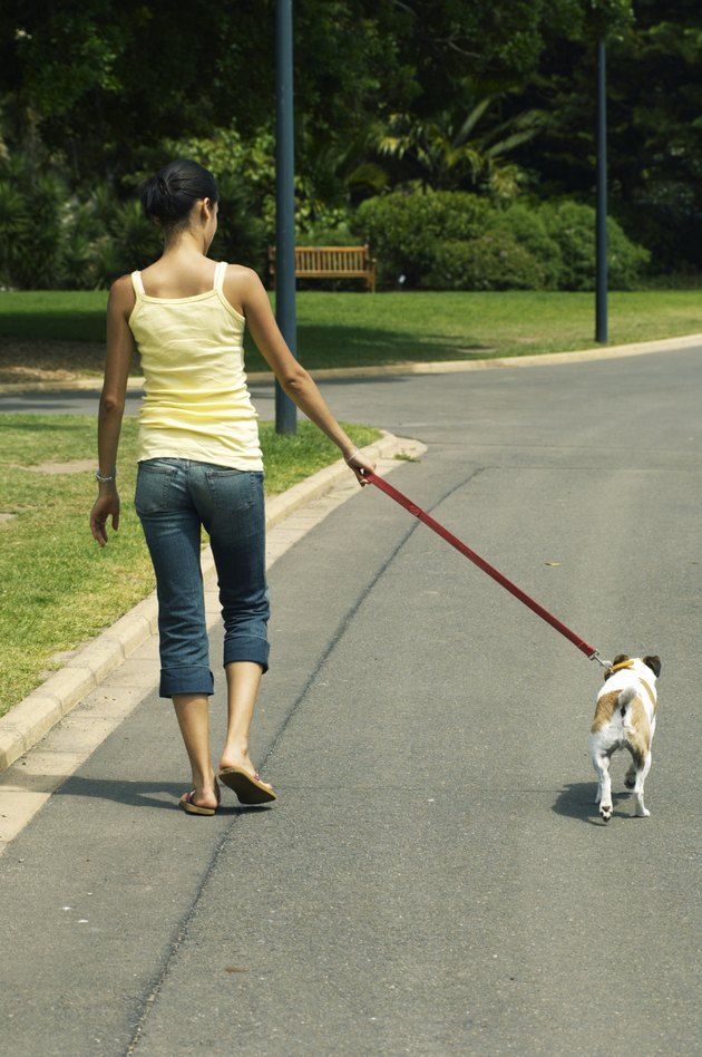 Young woman walking jack russell terrier on street, rear view