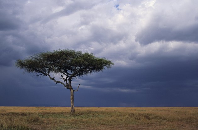 Acacia tree growing on savannah against sky background, Masai Mara National Reserve, Kenya