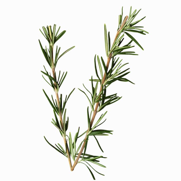 Close-up of rosemary