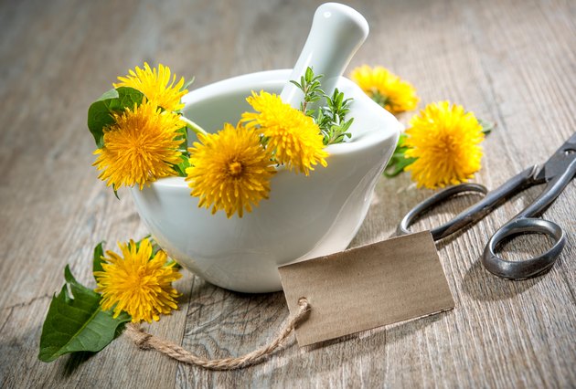 Healing herbs. Dandelion