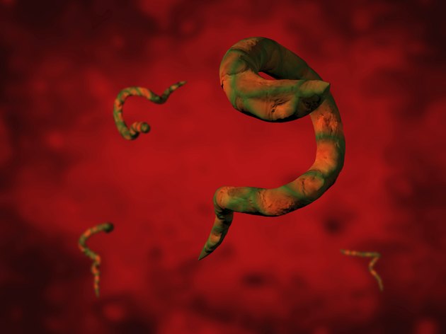 Parasite