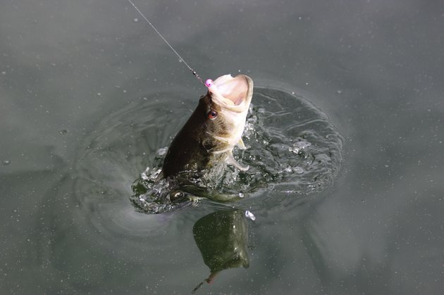 Hooked Bass