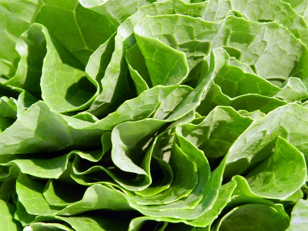 Fresh kale pack