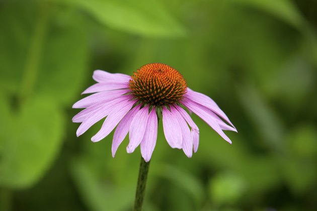 Single purple coneflower, with lavender rays and orange discs, V
