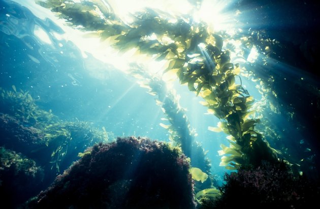 Kelp forest sunshine