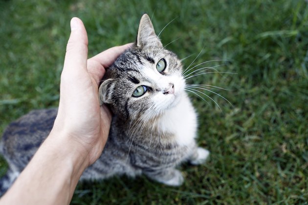 Cute Cat