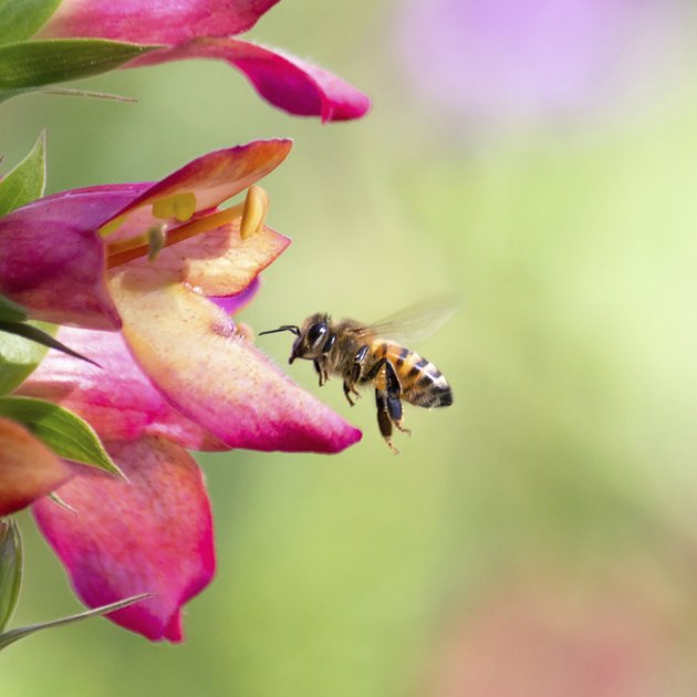 Honeybee