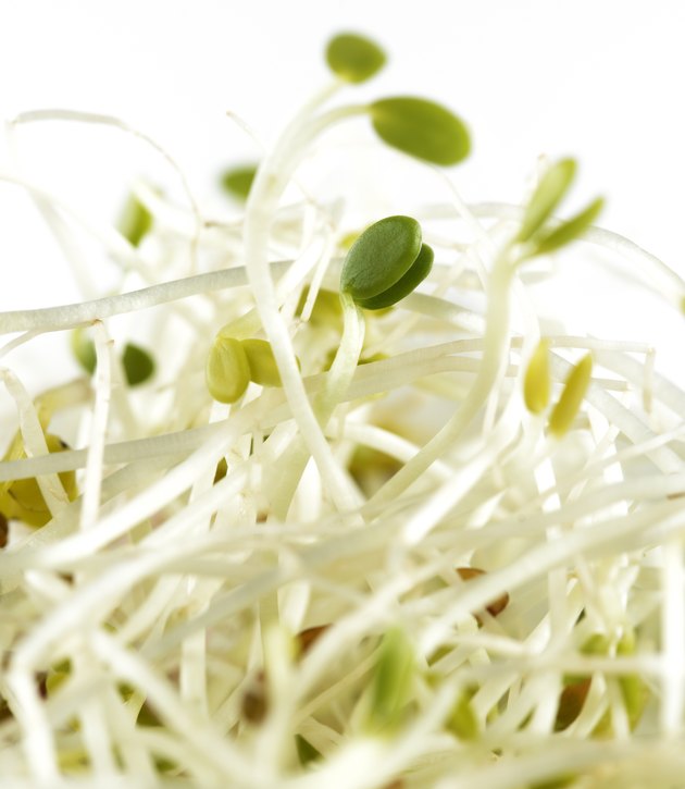 Alfalfa Sprouts