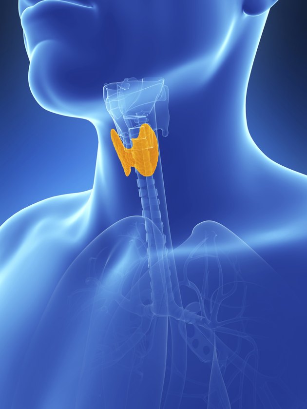 thyroid gland