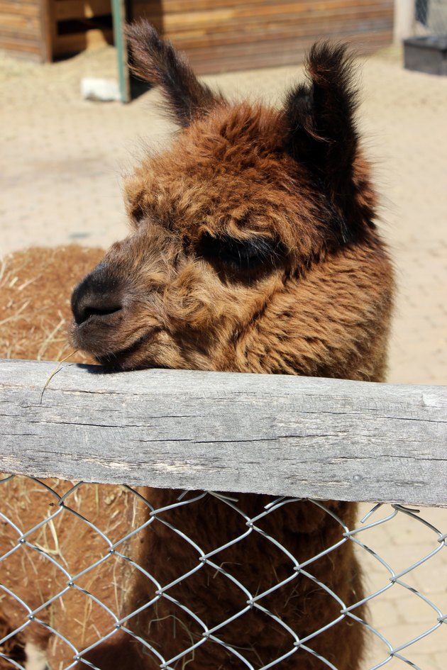 llama