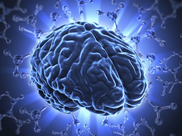 The human brain