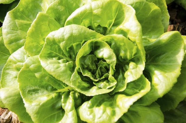 Close up shot of Butterhead Lettuce, Organic garden