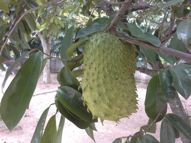 Soursop fruit