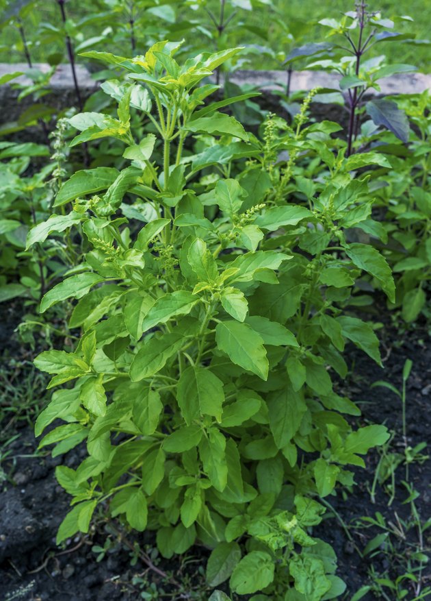 Thai Holy Basil or Kraprao