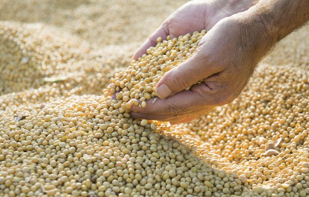 soy beans after harvest