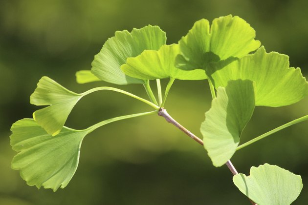 Heart-shaped green ginkgo biloba leaves image, Maidenhair tree / living fossil
