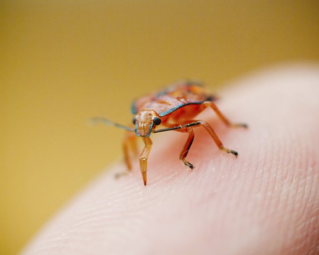 Bug biting thumb