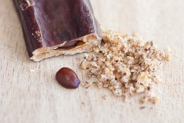 carob, Ceratonia siliqua