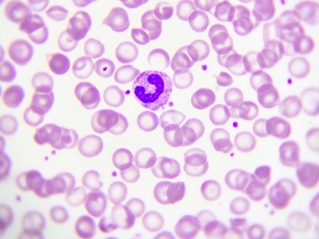 Neutrophil cell