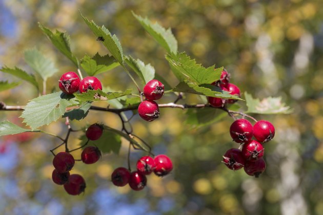 how-does-hawthorn-berry-lower-blood-pressure-livestrong