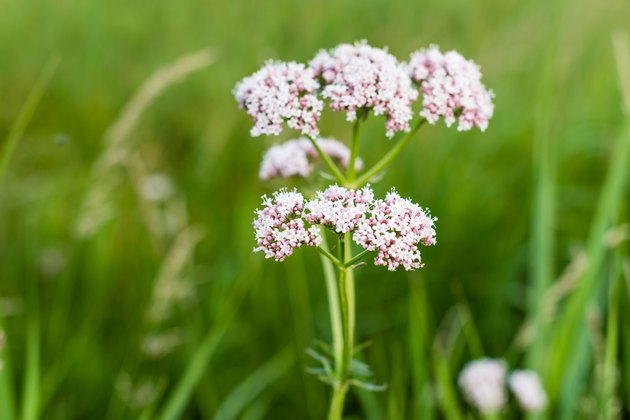 Soft pink blooming valerian plant