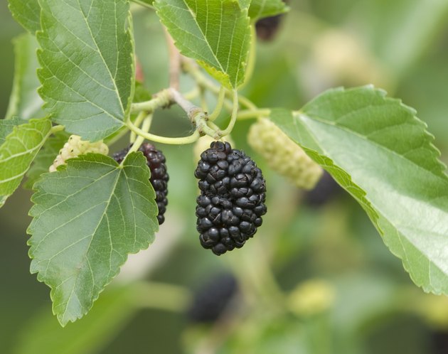 Ripe Mulberry Fruit on Tree