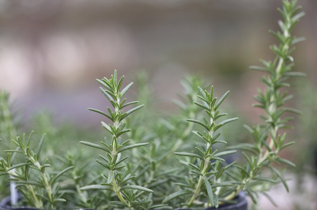 Rosemary herb