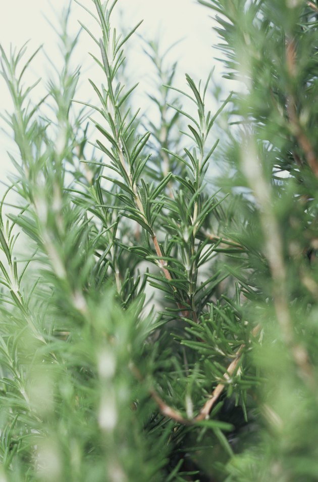 Fresh rosemary