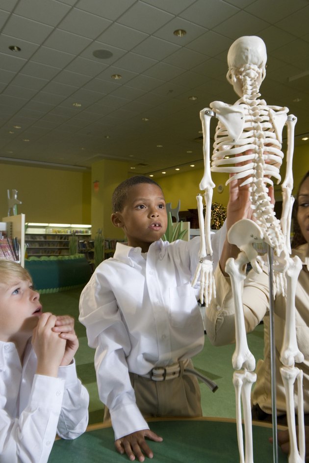Teacher showing a model skeleton to schoolboys in the library