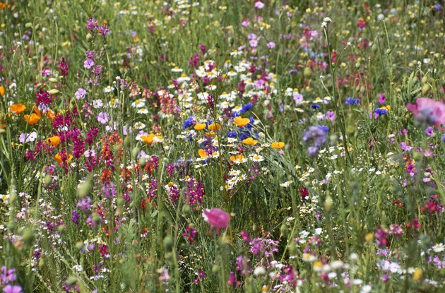 Wild flowers