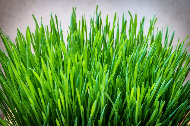 Green wheatgrass