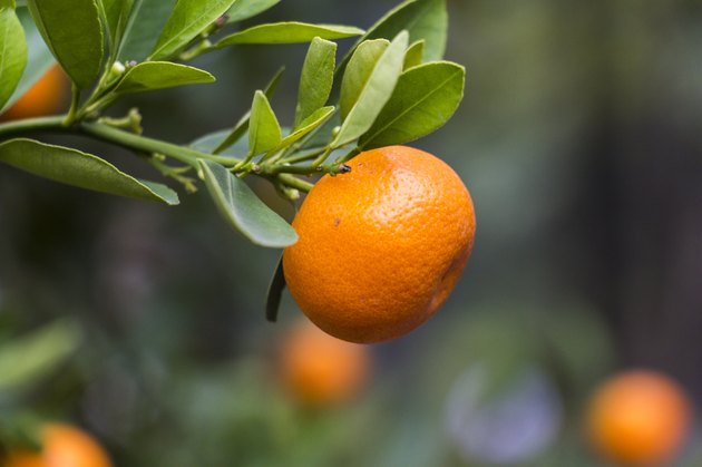 Orange on tree
