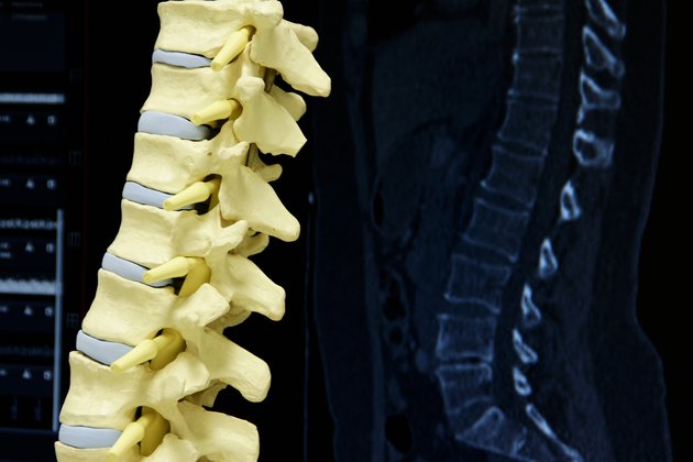 The spine