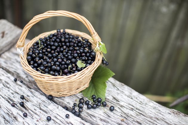 Black currant