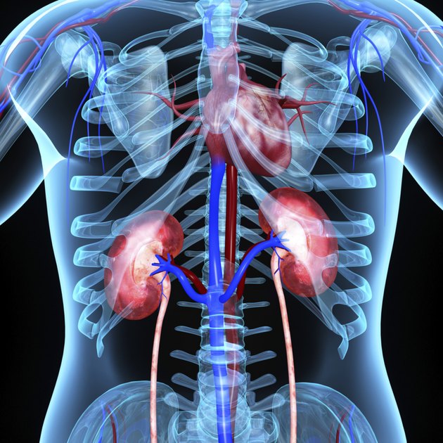 Kidneys