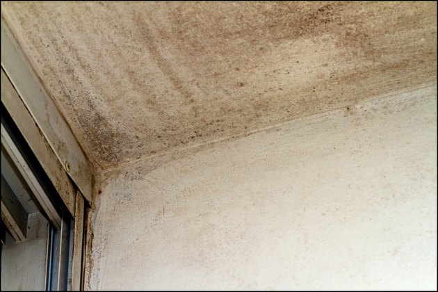 Mold on the ceiling near the window