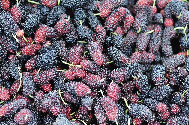 fresh mulberry