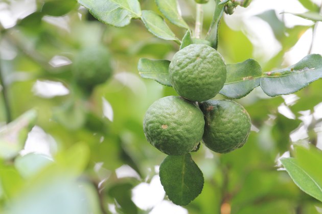 bergamot on the tree